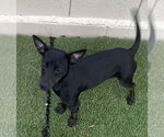 Small #2 Chihuahua Mix