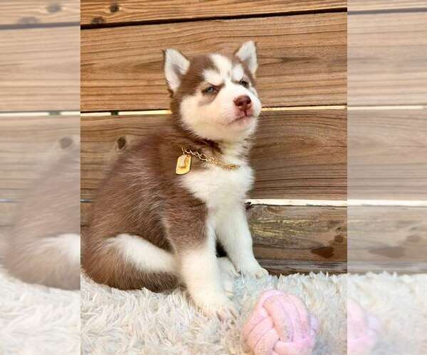 Medium Photo #5 Siberian Husky Puppy For Sale in TAMPA, FL, USA