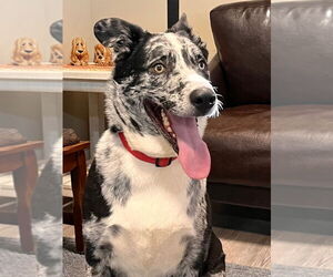 Mutt Dogs for adoption in Emmett, ID, USA