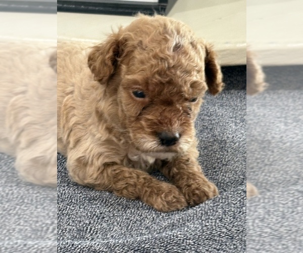 Medium Photo #16 Goldendoodle (Miniature) Puppy For Sale in ALBEMARLE, NC, USA
