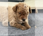 Small #15 Goldendoodle (Miniature)