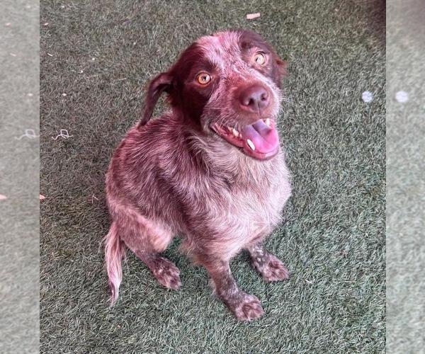 Medium Photo #13 Pointer-Unknown Mix Puppy For Sale in Rockwall, TX, USA