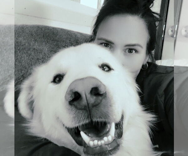 Medium Photo #2 Great Pyrenees Puppy For Sale in Missoula, MT, USA