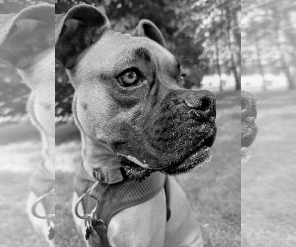 Medium Photo #2 Boxer Puppy For Sale in Woodbury, MN, USA