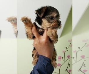 Medium Yorkshire Terrier