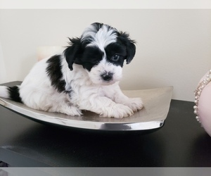 Poo-Ton-Zuchon Mix Puppy for sale in BELLEFONTE, PA, USA