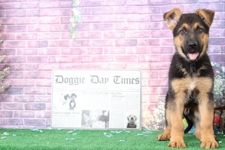 German Shepherd Dog Puppy for sale in BEL AIR, MD, USA