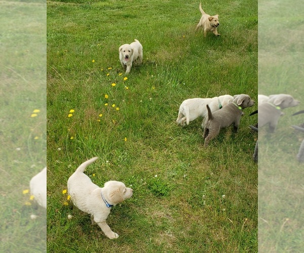 Medium Photo #19 Labrador Retriever Puppy For Sale in OLYMPIA, WA, USA