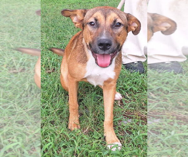 Medium Photo #3 Labrador Retriever-Unknown Mix Puppy For Sale in Wetumpka, AL, USA