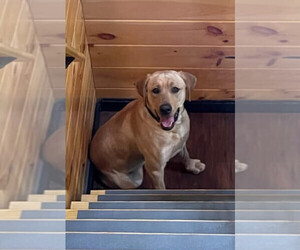 Father of the Labrador Retriever puppies born on 08/28/2025