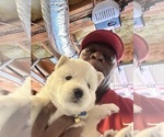 Small #5 Siberian Husky