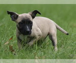Small #7 Boxer Mix
