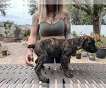 Small Photo #9 Cane Corso Puppy For Sale in LAND O LAKES, FL, USA