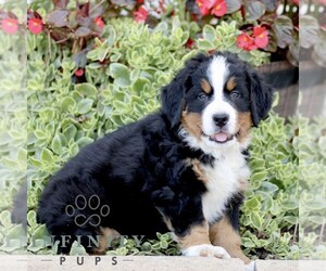 Bernese Mountain Dog Puppy for sale in ATGLEN, PA, USA