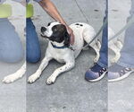 Small #5 Boglen Terrier