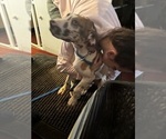 Small #5 Great Dane