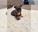Small Photo #3 French Bulldog Puppy For Sale in FRANKLINVILLE, NJ, USA