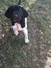 German Shorthaired Pointer Puppy for sale in FULLERTON, CA, USA