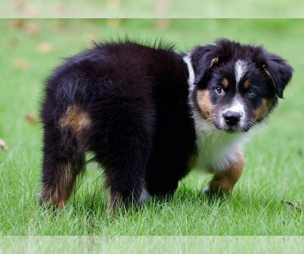 Medium Photo #13 Australian Shepherd Puppy For Sale in GREER, SC, USA
