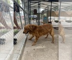 Small Photo #1 Golden Retriever Puppy For Sale in BROOKSVILLE, FL, USA