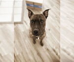 Small American Staffordshire Terrier-Catahoula Leopard Dog Mix