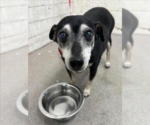 Miniature Pinscher Dogs for adoption in San Bernardino, CA, USA