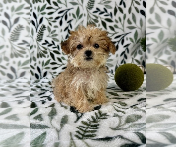 Medium Photo #5 Shorkie Tzu Puppy For Sale in GREENFIELD, IN, USA