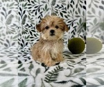 Small #4 Shorkie Tzu