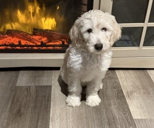 Goldendoodle Puppy for sale in FAYETTEVILLE, GA, USA