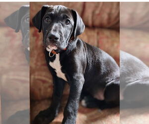 Labrador Retriever-Unknown Mix Dogs for adoption in Hillsboro, MO, USA