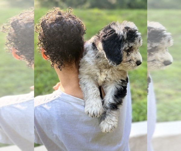 Medium Photo #4 Sheepadoodle Puppy For Sale in CLEMSON, SC, USA
