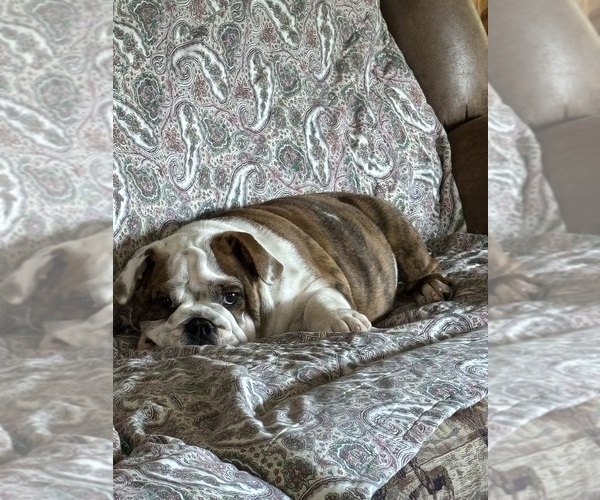 Medium Photo #3 English Bulldog Puppy For Sale in MARIANNA, FL, USA
