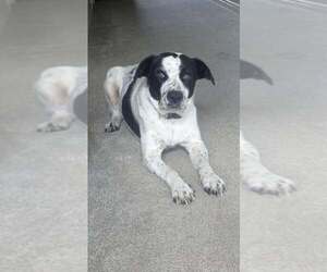 Pointer-Unknown Mix Dogs for adoption in Mechanicsburg, PA, USA