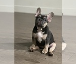 Puppy Puppy 3 French Bulldog