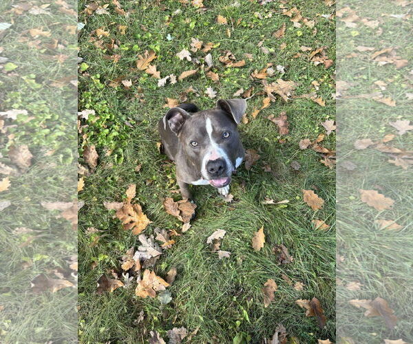 Medium Photo #2 American Pit Bull Terrier-Unknown Mix Puppy For Sale in Germantown, OH, USA