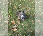 Small #1 American Pit Bull Terrier Mix