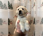 Small #4 Labrador Retriever