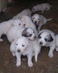 Great Pyrenees Puppy for sale in HOPKINSVILLE, KY, USA