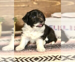 Aussiedoodle Puppy for sale in JADWIN, MO, USA