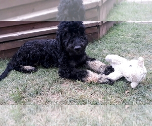 Goldendoodle-Poodle (Standard) Mix Puppy for sale in GRAND ISLAND, NE, USA