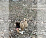 Small Photo #2 Akita Puppy For Sale in NASHVILLE, IN, USA