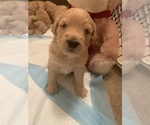 Small Photo #2 Goldendoodle Puppy For Sale in SAINT AUGUSTINE, FL, USA