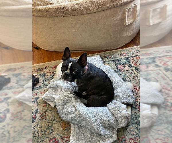 Medium Photo #2 Boston Terrier Puppy For Sale in Indianapolis, IN, USA