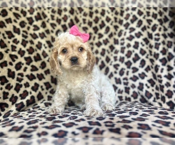 Medium Photo #3 Cocker Spaniel Puppy For Sale in LAKELAND, FL, USA