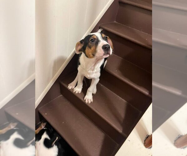 Medium Photo #19 Jack Russell Terrier-Unknown Mix Puppy For Sale in New York, NY, USA