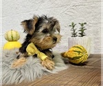 Small #3 Yorkshire Terrier