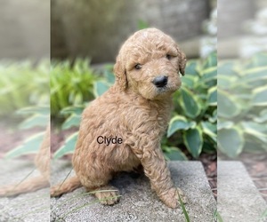 Goldendoodle Puppy for sale in FORDLAND, MO, USA