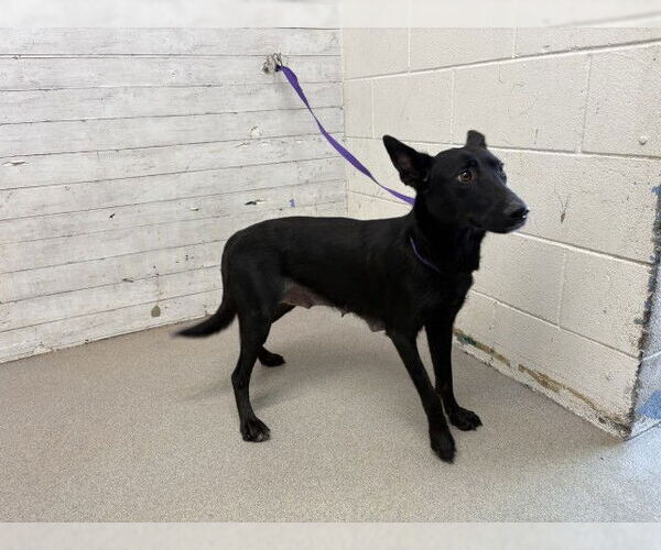 Medium Photo #2 Mutt Puppy For Sale in San Bernardino, CA, USA