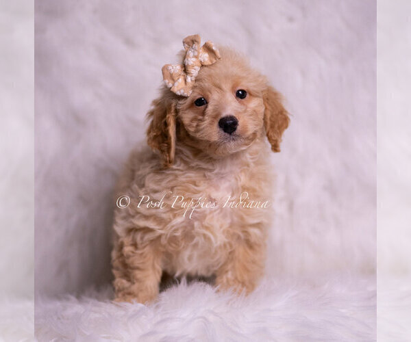Medium Photo #4 Goldendoodle (Miniature) Puppy For Sale in WARSAW, IN, USA