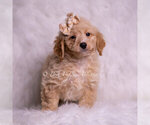 Small #3 Goldendoodle (Miniature)